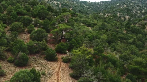 Aerial view. Flight over the slope of a mountain covered with juniper forest Stock Footage 150595782