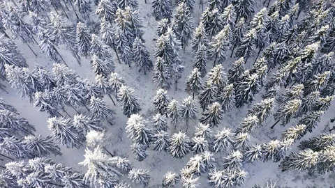 Aerial view, flight over snowy trees from above in winter, Taunus, Hesse, Ger Stock Footage 101479439