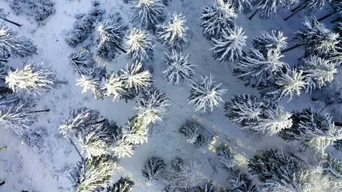 Aerial view, flight over snowy trees from above in winter, Taunus, Hesse, Ger Stock Footage 101480512