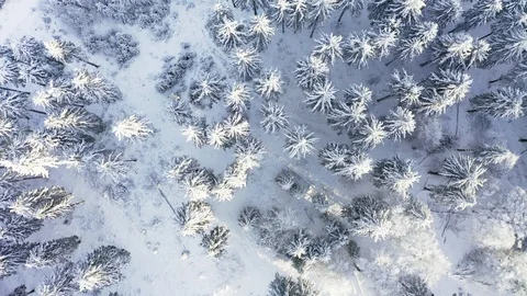 Aerial view, flight over snowy trees from above in winter, Taunus, Hesse, Ger Stock Footage 101480623