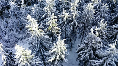 Aerial view, flight over snowy trees from above in winter, Taunus, Hesse, Ger Stock Footage 101480640