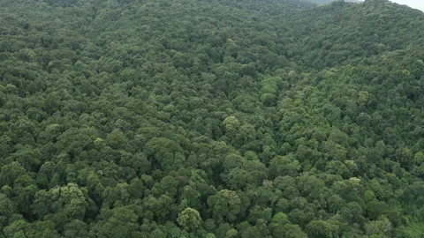 Aerial view, flight over tranquil green forest in a rural landscape Stock Footage 171937951