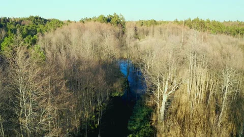 Aerial view. Flight over the treetops in the forest. Natural river in the forest Stock Footage 303403126
