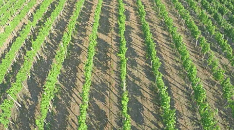 AERIAL VIEW of flight over a vineyard. Flying over rural landscape vineyards Stock Footage 52941612
