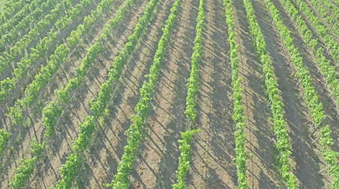 AERIAL VIEW of flight over a vineyard. Flying over rural landscape vineyards Stock Footage 52941990