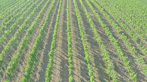 AERIAL VIEW of flight over a vineyard. Flying over rural landscape vineyards Stock Footage 52942827