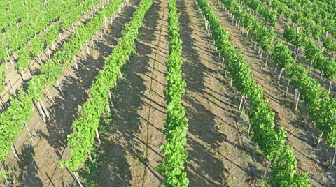 AERIAL VIEW of flight over a vineyard. Flying over rural landscape vineyards Stock Footage 52943425