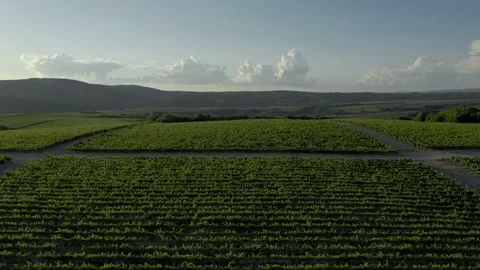 Aerial view of flight over the vineyard on a sunny day. Beautiful landscape of 스톡 동영상 155507017
