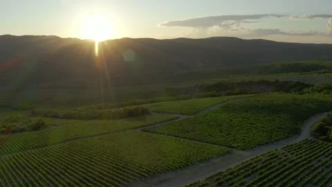 Aerial view of flight over the vineyard on a sunny day. Beautiful landscape of Vidéo 156961561