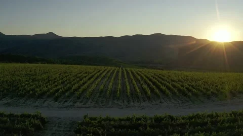 Aerial view of flight over the vineyard on a sunny day. Beautiful landscape of Vidéo 158742263