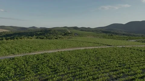 Aerial view of flight over the vineyard on a sunny day. Beautiful landscape of Vidéo 159698526