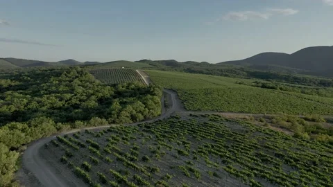 Aerial view of flight over the vineyard on a sunny day. Beautiful landscape of Vidéo 159698551