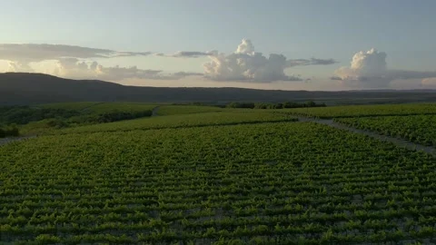 Aerial view of flight over the vineyard on a sunny day. Beautiful landscape of Vidéo 159698592