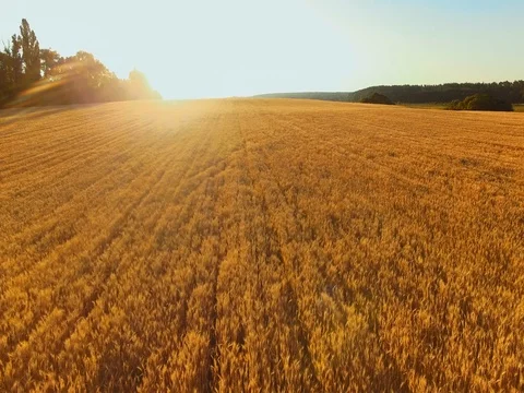 AERIAL VIEW: Flight over wheat field in sunset Stock Footage 77621028
