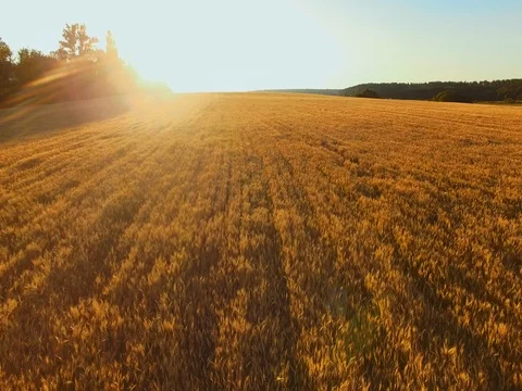 AERIAL VIEW: Flight over wheat field in sunset Stock Footage 77621056