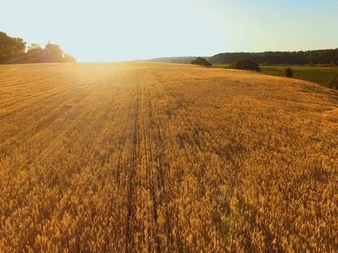 AERIAL VIEW: Flight over wheat field in sunset Video stock 77621175