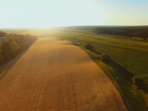 AERIAL VIEW: Flight over wheat field in sunset Stock Footage 77621270