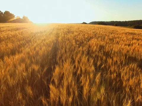 AERIAL VIEW: Flight over wheat field in sunset Stock Footage 77621314