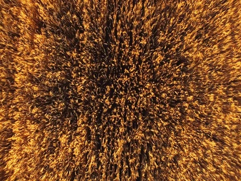 AERIAL VIEW: Flight over wheat field in sunset 動画素材 77621510