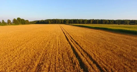 Aerial View. Flight over a yellow stubble 動画素材 79612554