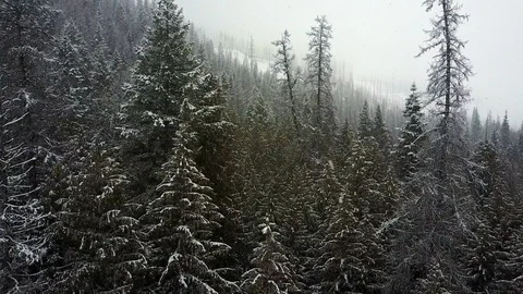 Aerial view: Flight in snowstorm through trees in the mountains Stock Footage 100569036