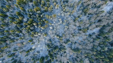 Aerial view flight from top to bottom over beautiful trees in snowy forest Video stock 123578099