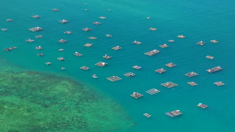 Aerial view of floating aquaculture platforms over turquoise tropical sea Stock Footage 333285452