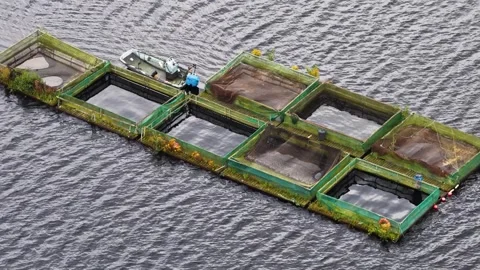 Aerial View of Floating Fish Cages and Net Pens on Reservoir Stock Footage 314301184