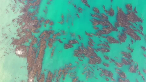 Aerial view of floating kelp and seaweed on the ocean surface Stock-Footage 150774261