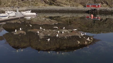 Aerial view of a flock of common gulls in the Lofoten Islaands, Norway Stock Footage 153776175
