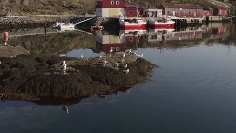 Aerial view of a flock of common gulls in the Lofoten Islaands, Norway Stock Footage 153776198