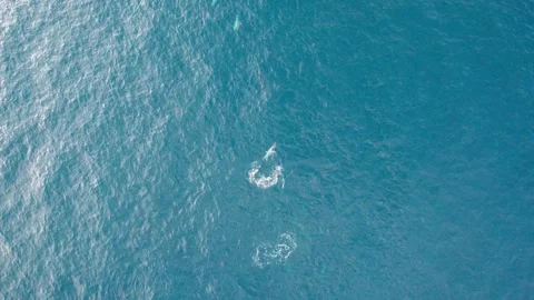 Aerial view of a flock of dolphins from a drone Stock Footage 293314963