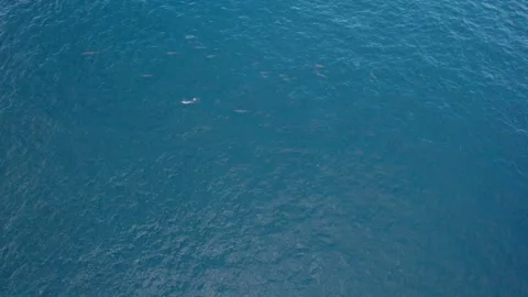 Aerial view of a flock of dolphins from a drone Stock Footage 293315045