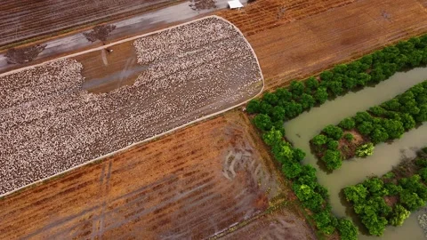 Aerial view of a flock of ducks dispersing on a harvested rice field Stock Footage 339871688