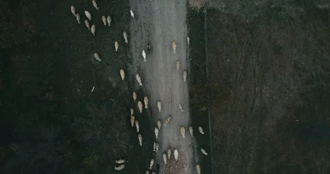Aerial view of a flock 스톡 동영상 98372423