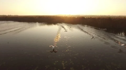 Aerial view of a Flock of Migrating Mute White Swans at sunrise Stock Footage 62961149