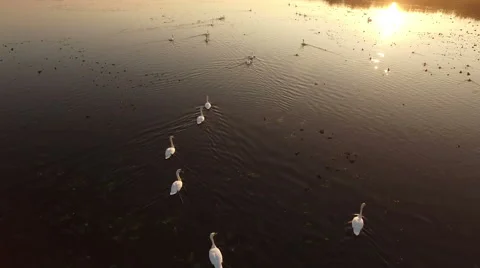 Aerial view of a Flock of Migrating Mute White Swans at sunrise Vídeo Stock 62961571