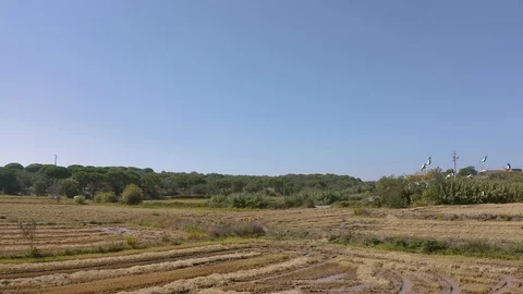 Aerial view. The flock of migrating white storks flies over a rural field Stock Footage 128631118