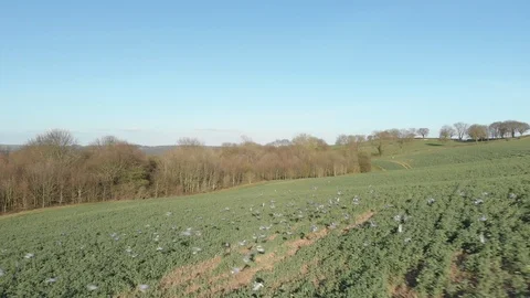 Aerial View Flock Of Pigeons Fly Out From Field of Crops Video stock 105204853