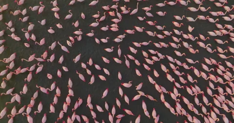 Aerial view flock of pink flamingos against the backdrop of a beautiful Stock Footage 262536853