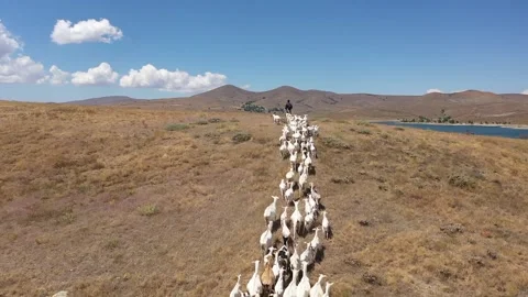 Aerial view of flock of sheep advancing with shepherd on lake shore Stock Footage 294096666