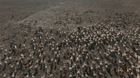 Aerial view of flock of sheep in Aksaray. 4K Footage in Turkey Stock Footage 209653055