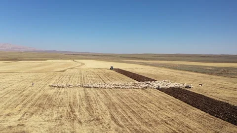 Aerial view of flock of sheep crossing farmland Stock Footage 294044352