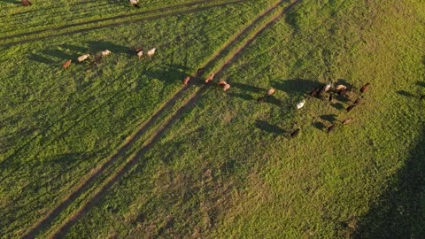 Aerial view of a flock of sheep in a field Stock Footage 196599181