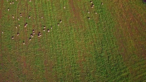 Aerial view of a flock of sheep Stock Footage 147241847