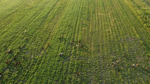 Aerial view of a flock of sheep Stock Footage 171142688