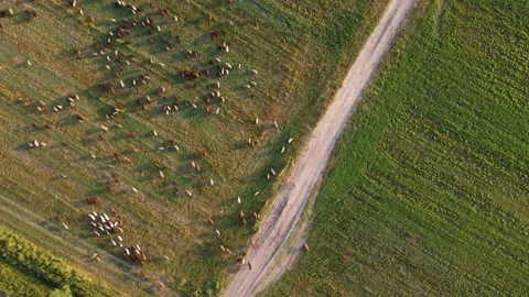 Aerial view of a flock of sheep Stock Footage 171144935