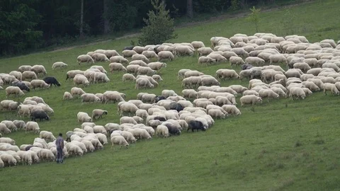 Aerial view of a Flock of sheep grazing on a field of farmland Stock Footage 80913874