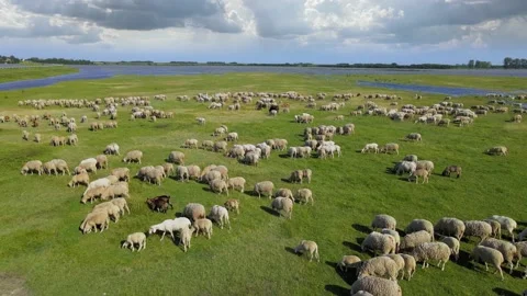 Aerial view flock of sheep grazing on pasture Stock Footage