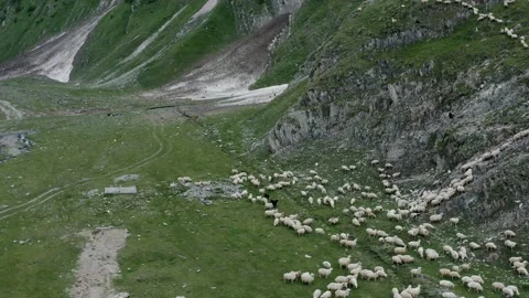 Aerial view of a flock of sheep. Group of sheep in the mountains of Georgia. Stock Footage 135730486